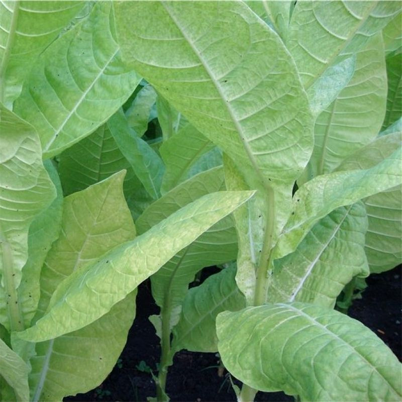 Tobacco seeds - Xanthi - 300