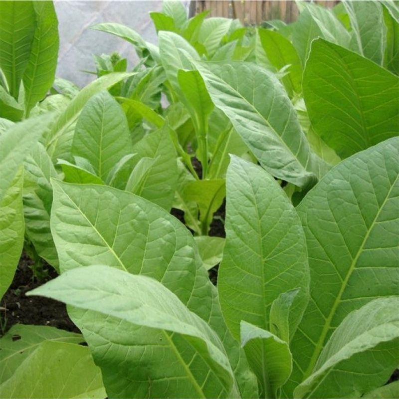 Tobacco seeds - Xanthi - 300