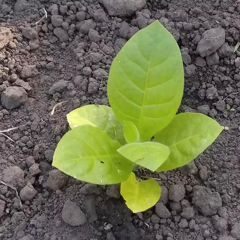 Tobacco seeds - Xanthi - 300
