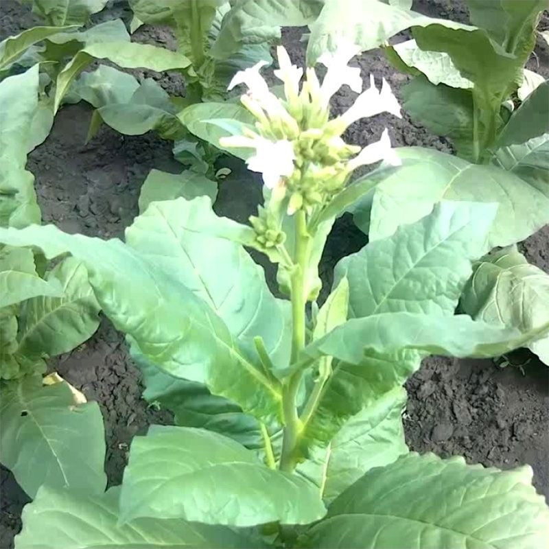 Tobacco seeds - Xanthi - 300
