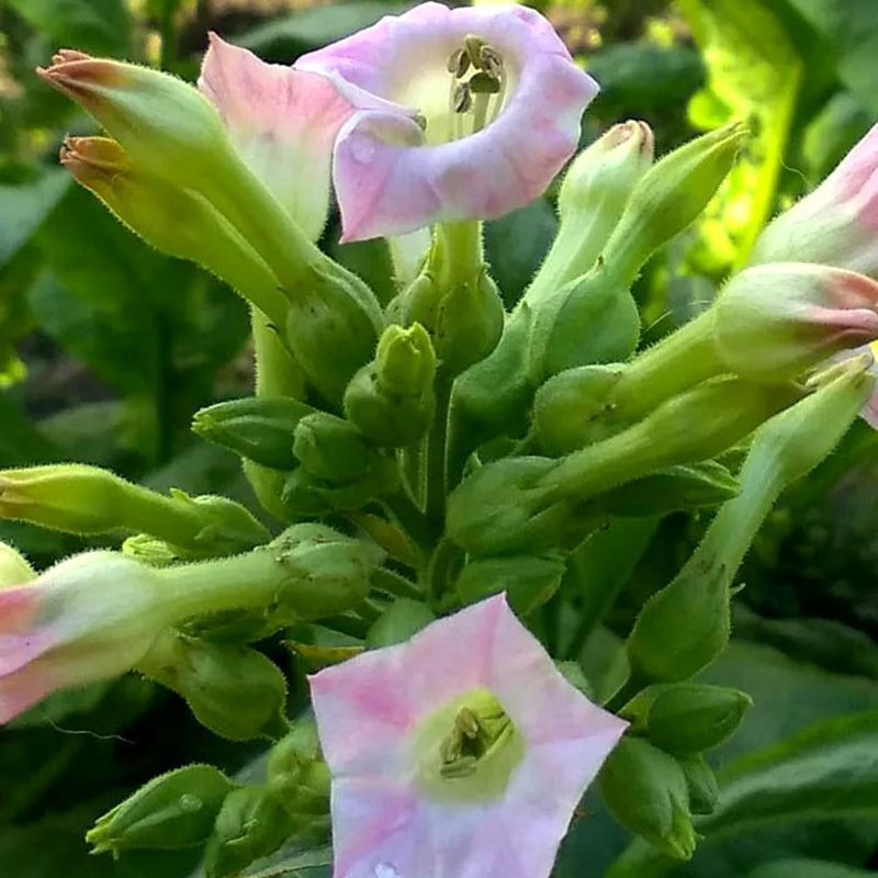 Tobacco seeds - Xanthi - 300