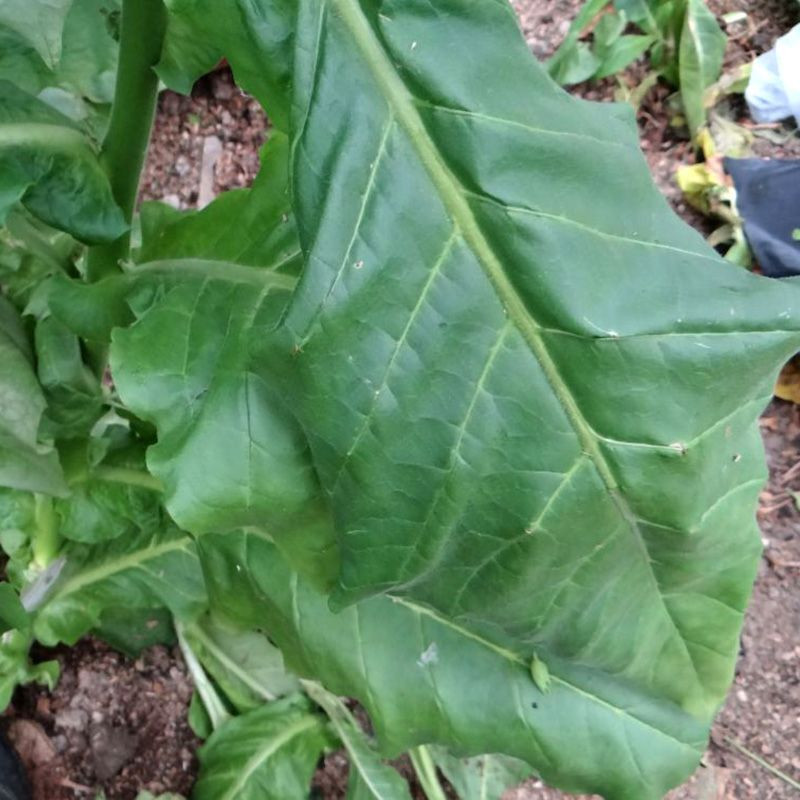 Tobacco seeds - Xanthi - 300