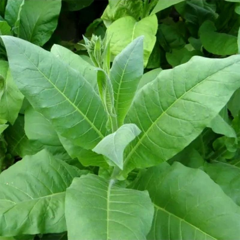 Tobacco seeds - Xanthi - 300