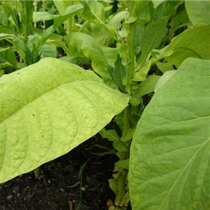 Tobacco seeds - Xanthi - 300