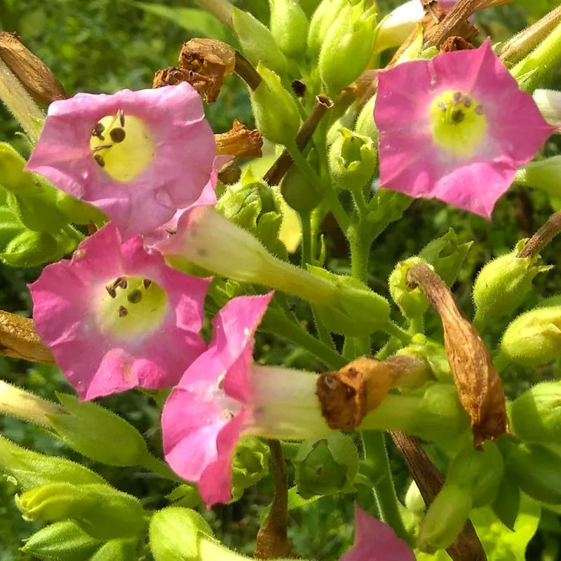 Tobacco seeds - Sumatra - 100