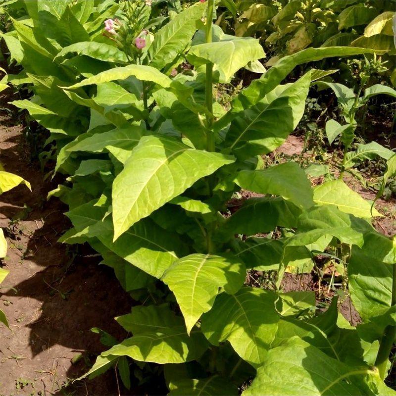 Tobacco seeds - Sumatra - 100