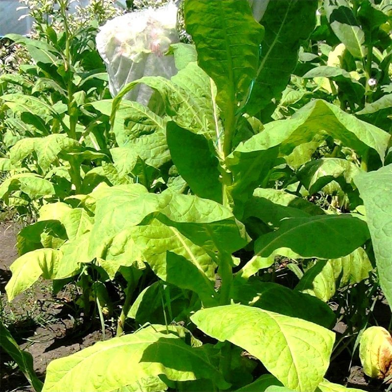Tobacco seeds - Sumatra (Indonesian) - 100