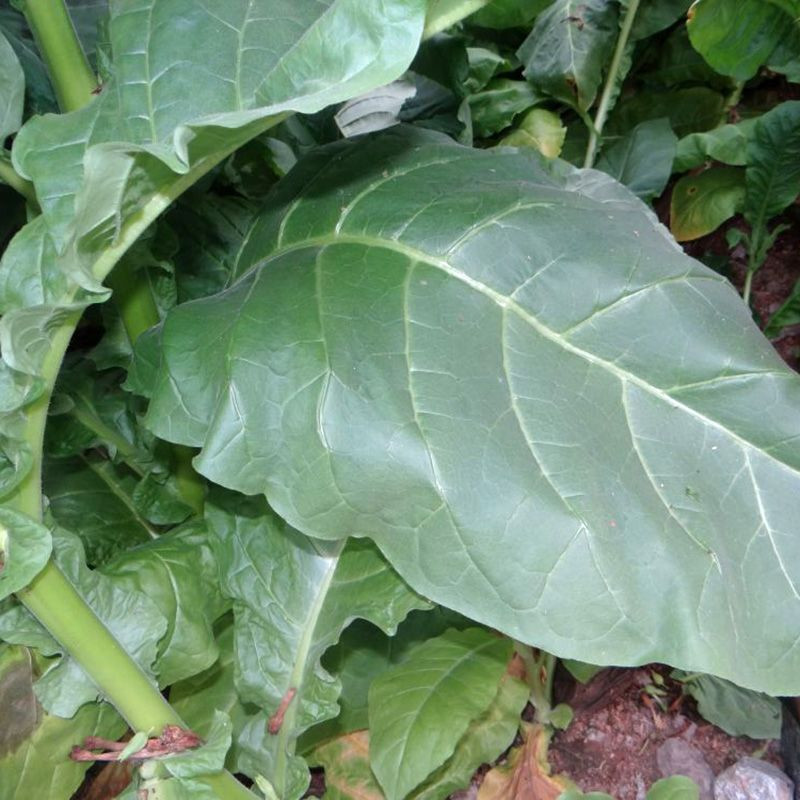Tobacco seeds - Sumatra (Indonesian) - 100
