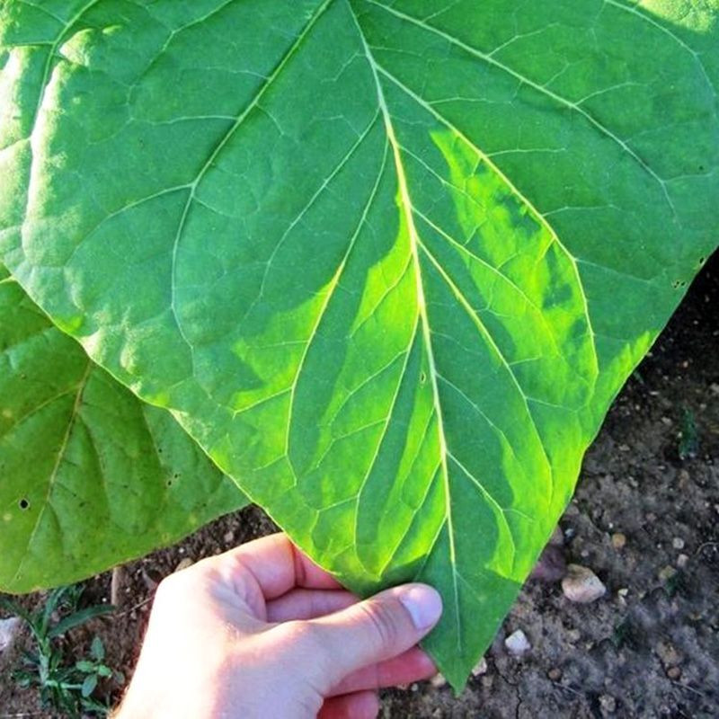 Tobacco seeds - Sumatra (Indonesian) - 100