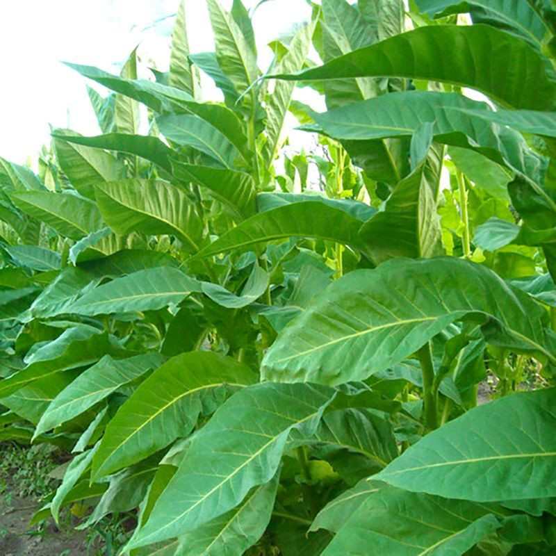 Tobacco seeds - Sumatra (Indonesian) - 100