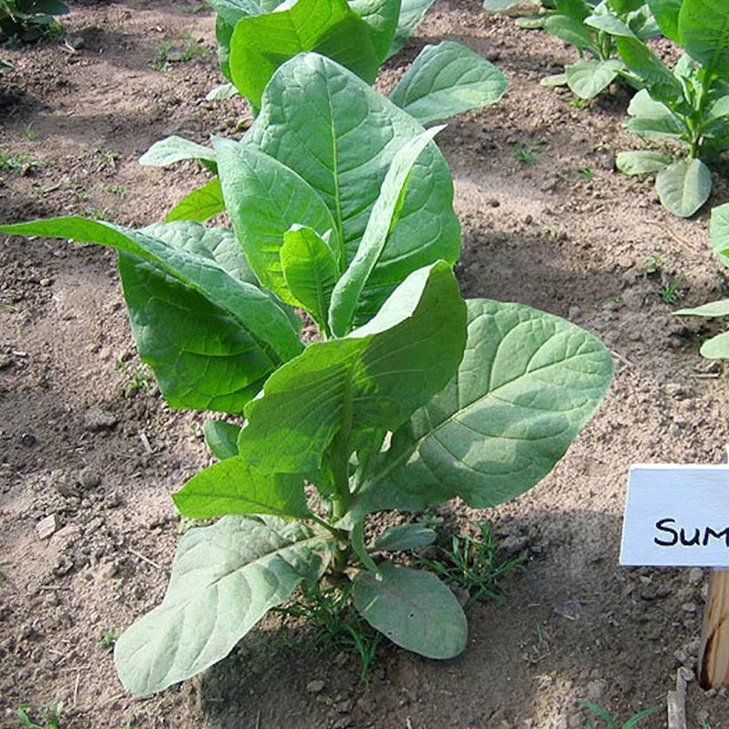 Tobacco seeds - Sumatra (Indonesian) - 100