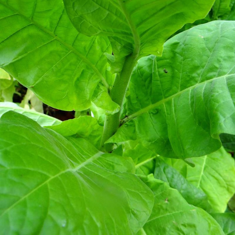 Tobacco seeds - Sumatra (Indonesian) - 100