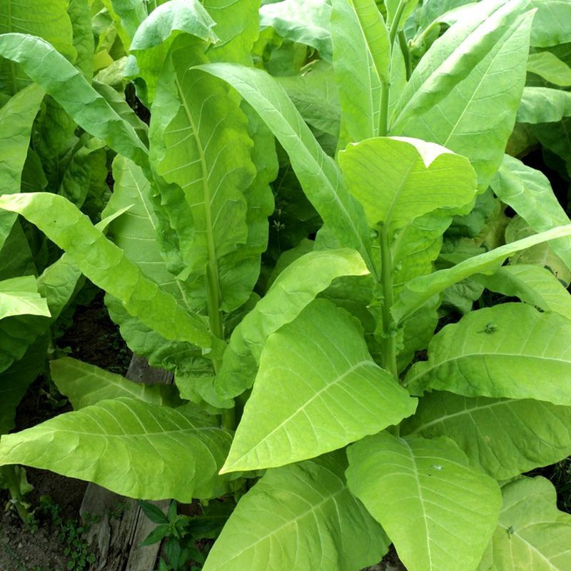 Tobacco seeds - Sumatra (Indonesian) - 100