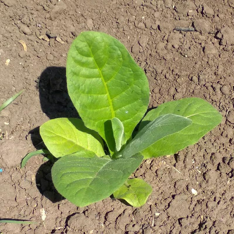Tobacco seeds - Sumatra (Indonesian) - 100