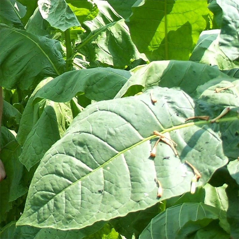 Tobacco seeds - Sumatra (Indonesian) - 100