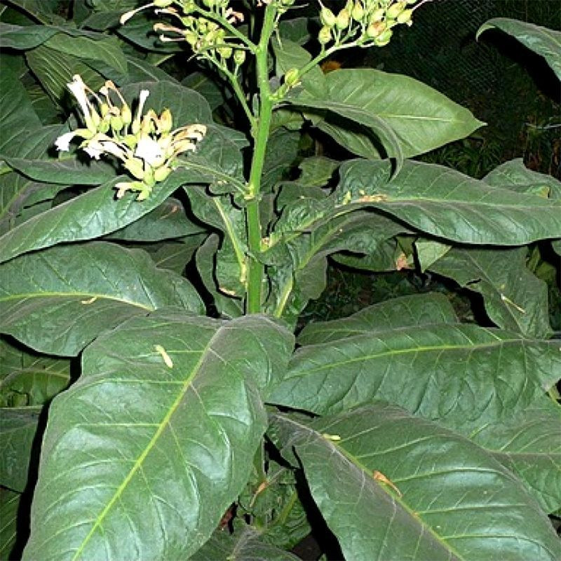 Tobacco seeds - Black Indian - 50