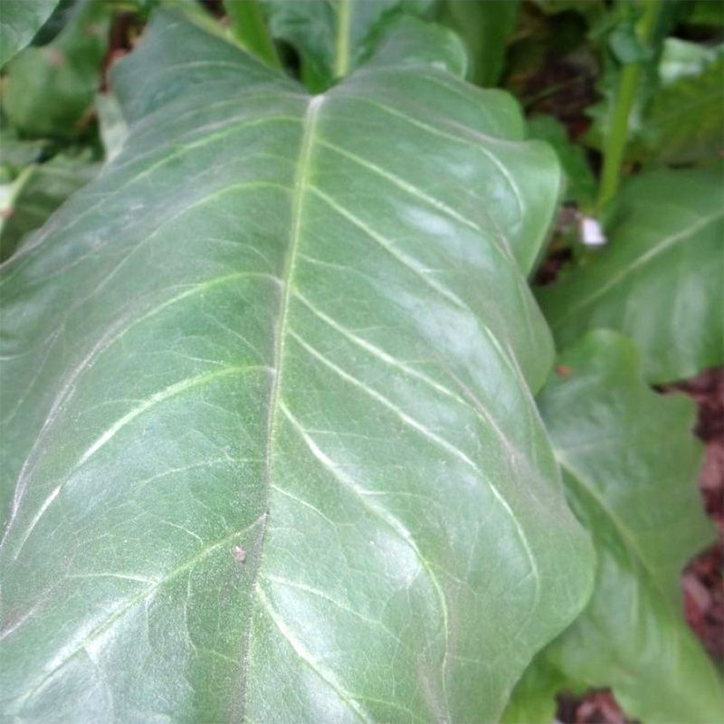 Tobacco seeds - Black Indian - 50