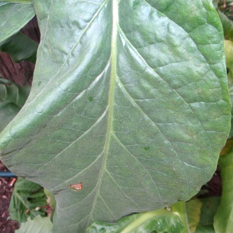 Tobacco seeds - Black Indian - 50