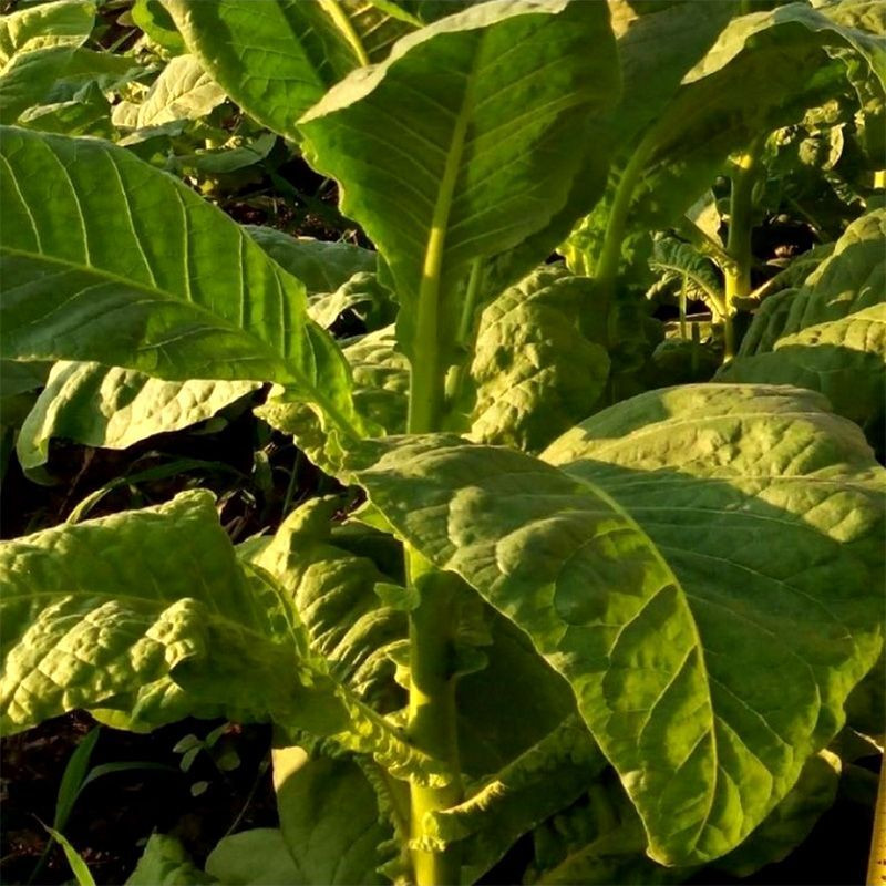 Tobacco seeds - Black Indian - 50