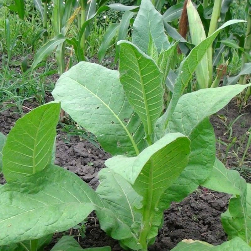 Tobacco seeds - Black Indian - 50