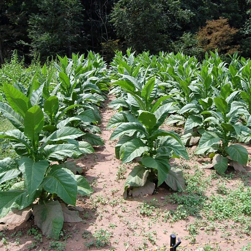Tobacco seeds - Black Indian - 50