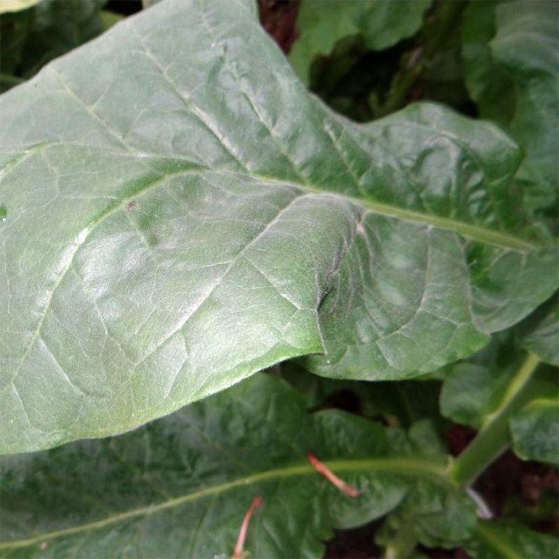 Tobacco seeds - Black Indian - 50