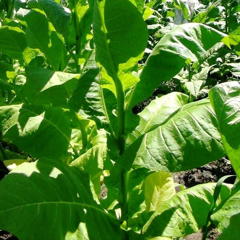 Tobacco seeds - Black Indian - 100