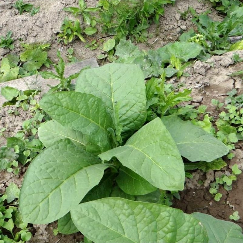 Tobacco seeds - Black Indian - 50