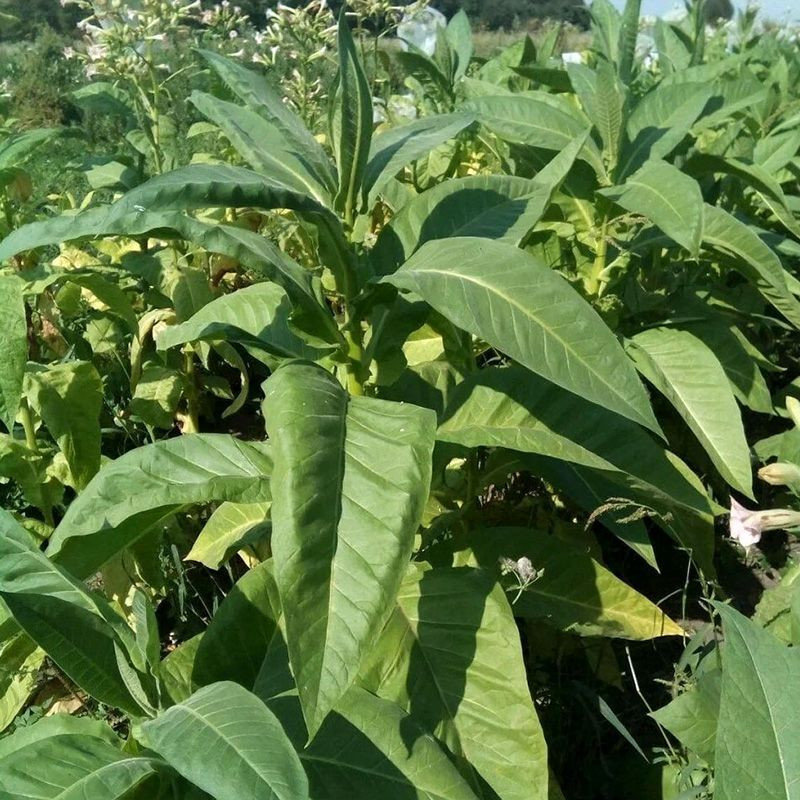 Tobacco seeds - Bolivian Criollo Black - 300