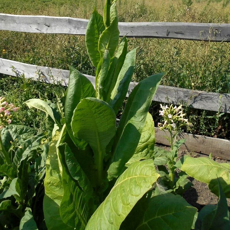 Tobacco seeds - Bolivian Criollo Black - 300