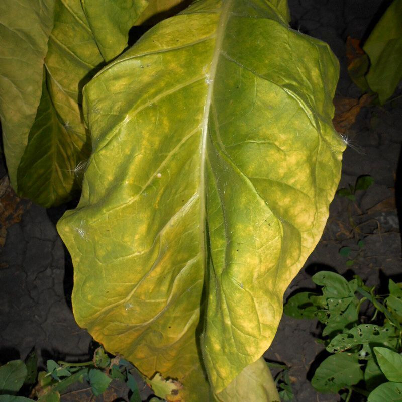 Tobacco seeds - Bolivian Criollo Black - 300
