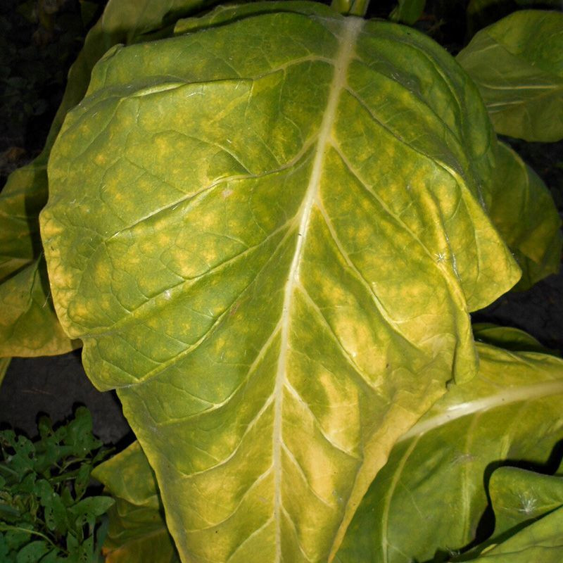 Tobacco seeds - Bolivian Criollo Black - 300