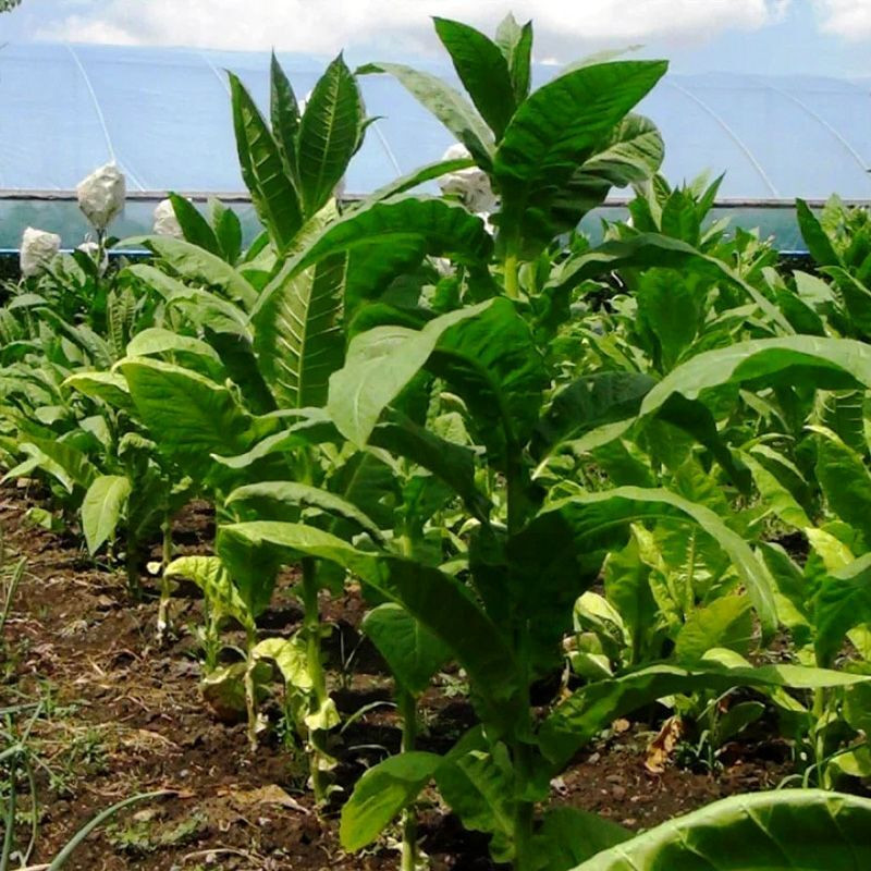 Tobacco seeds - Bolivian Criollo Black - 300