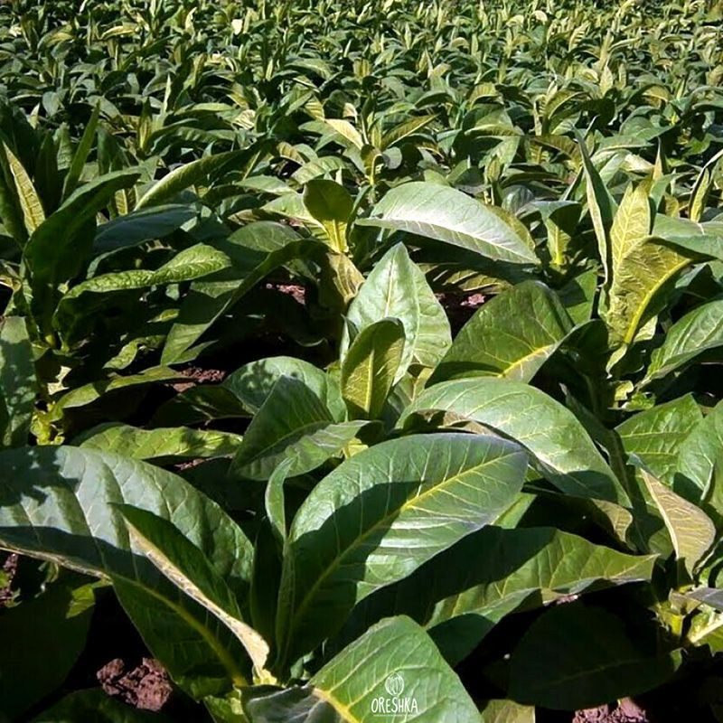 Tobacco seeds - Bolivian Criollo Black - 300