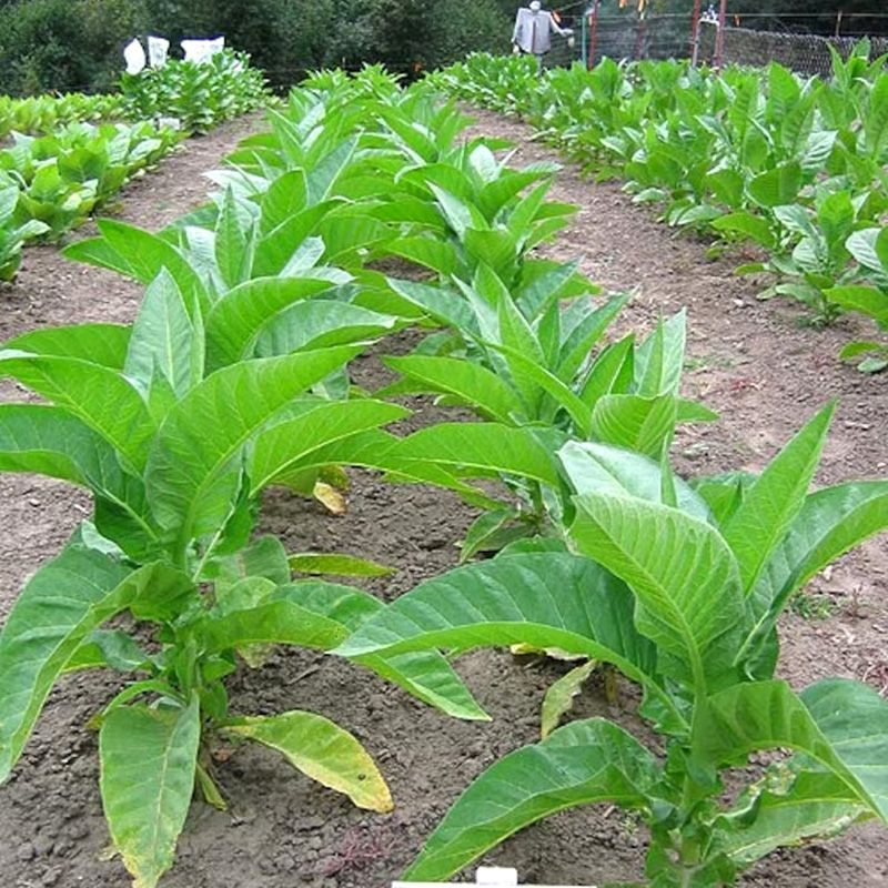 Tobacco seeds - Bolivian Criollo Black - 300