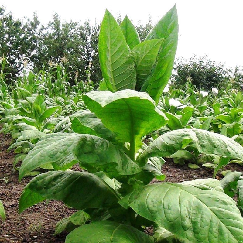 Tobacco seeds - Bolivian Criollo Black - 300