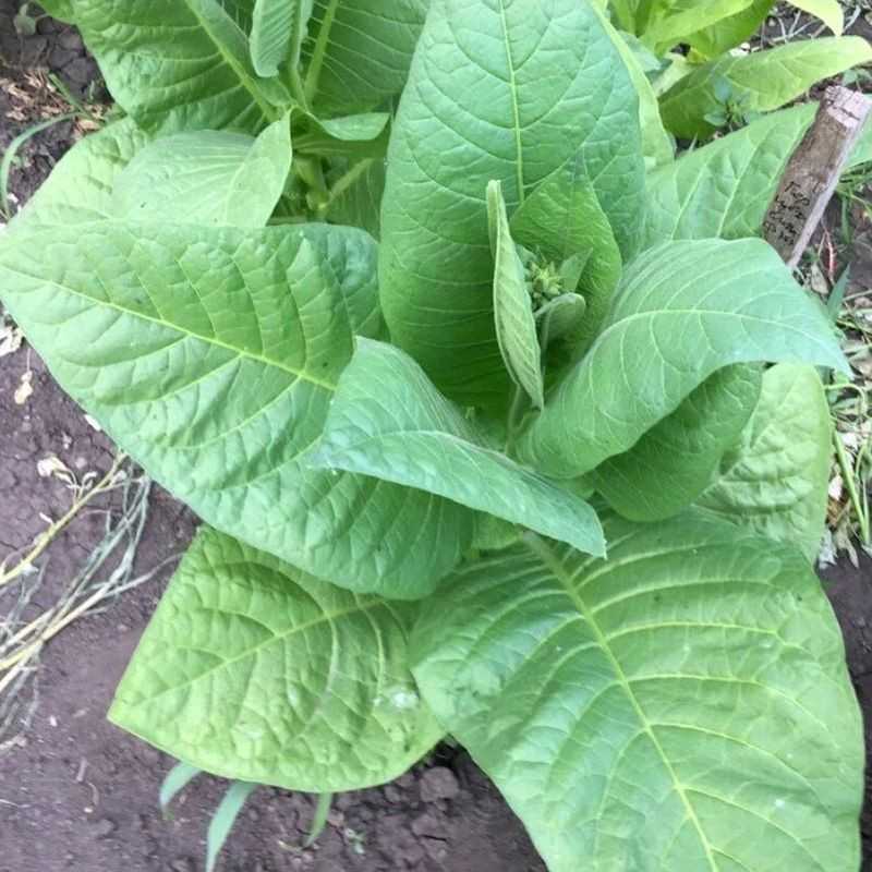 Tobacco seeds - Bolivian Criollo Black - 300