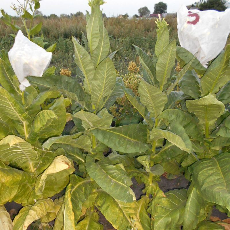 Tobacco seeds - Bolivian Criollo Black - 100