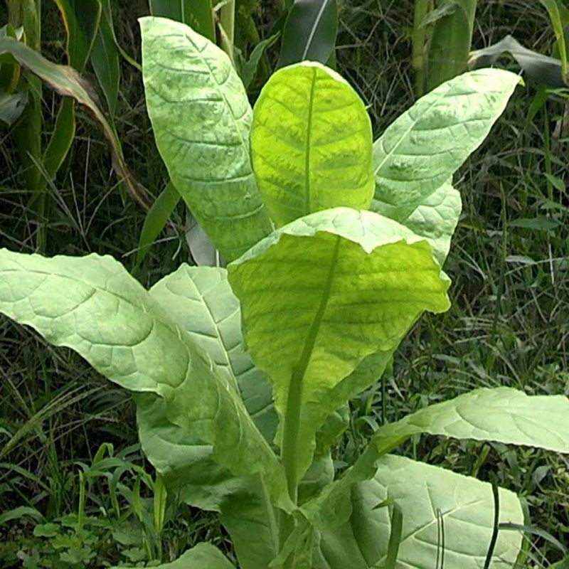 Tobacco seeds - Oriental Japan 8 - 100