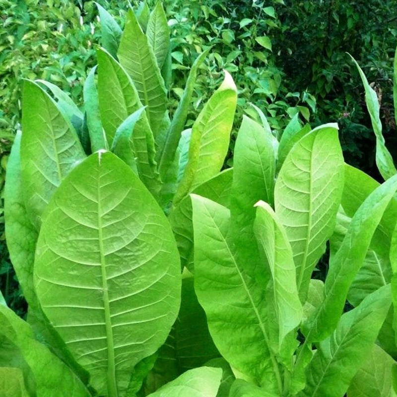 Tobacco seeds - Oriental Japan 8 - 100