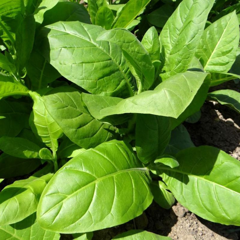Tobacco seeds - Oriental Japan 8 - 100