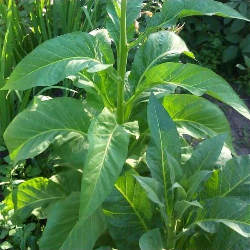 Tobacco seeds - Oriental Japan 8 - 100