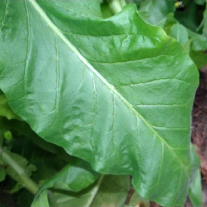 Tobacco seeds - Oriental Japan 8 - 100