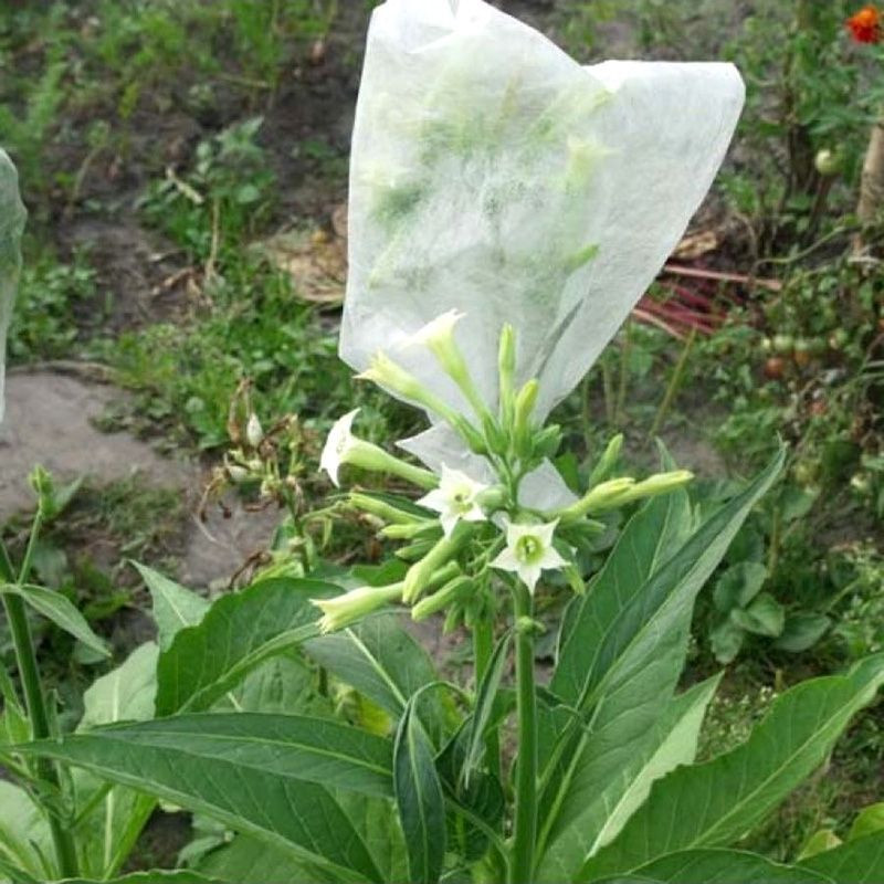Tobacco seeds - Oriental Japan 8 - 100