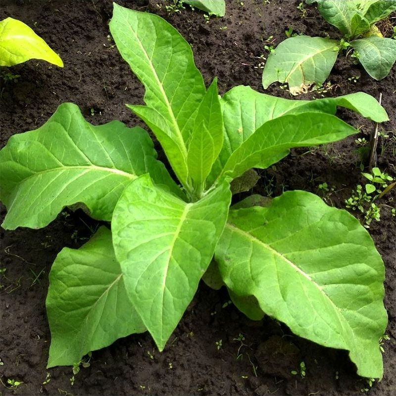 Tobacco seeds - Oriental Japan 8 - 100