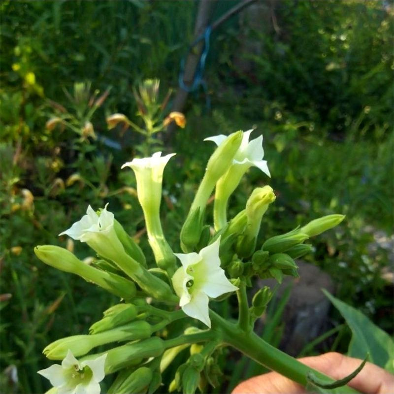 Tobacco seeds - Oriental Japan 8 - 100