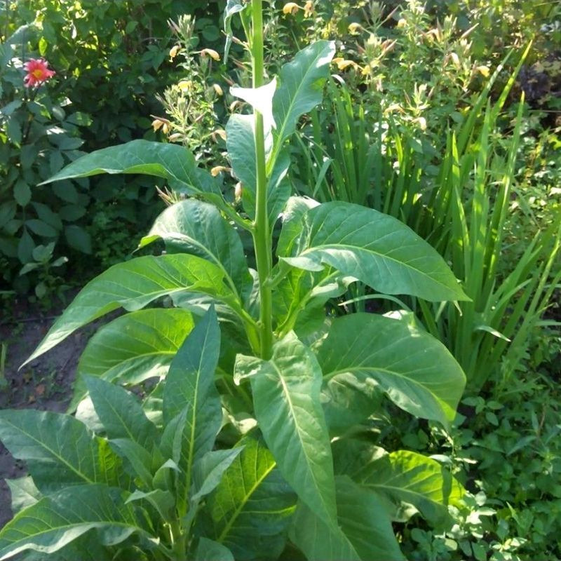 Tobacco seeds - Oriental Japan 8 - 100