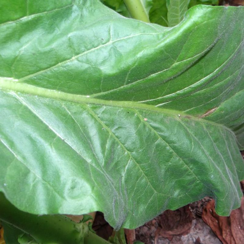 Tobacco seeds - Oriental Japan 8 - 100