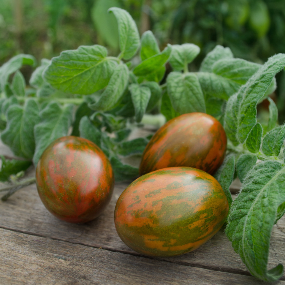 Tomato seeds Sweet Tooth - 10