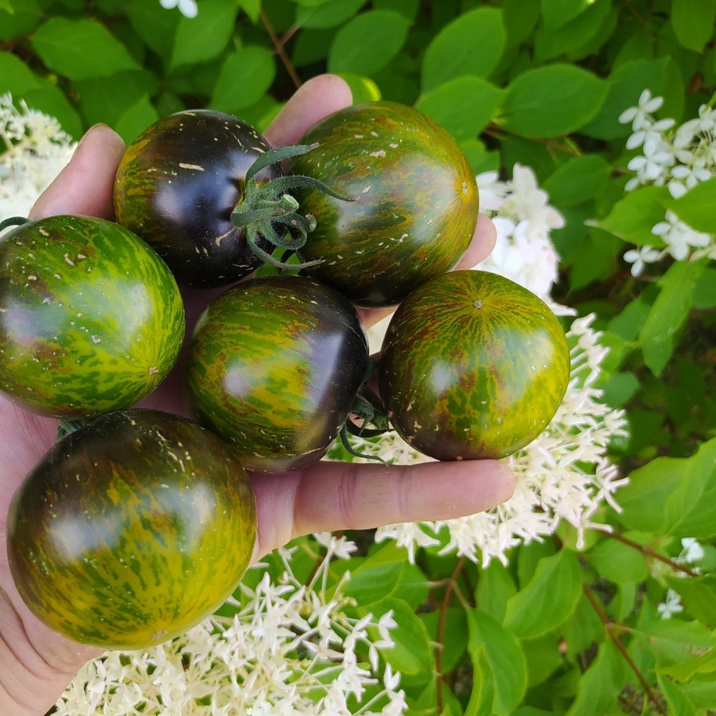 Tomato seeds 3242 AL - Albo Green - 10